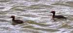 Slavonian grebe, Orkney